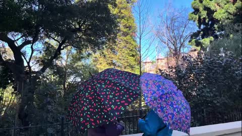 The Umbrella People at Government House - Thursday 1st September 2022 👨‍👩‍👧‍👦⛱👨‍👩‍👧‍👦☂️👨‍👩‍👧‍👦☔️