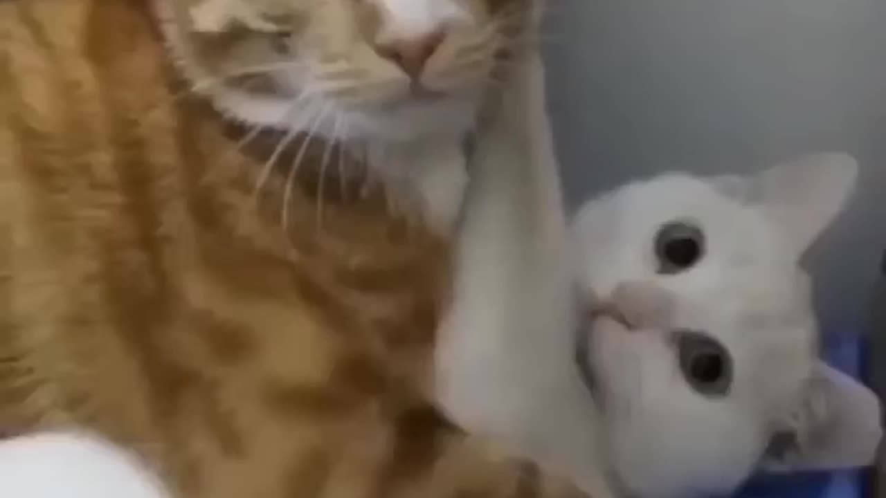 Best Funny Animal Videos of the year (2023), funniest animals ever. relax with cute animals video