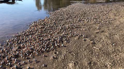 Soldier Crabs March Along Beach