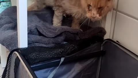 She took the poor cat to savety and help