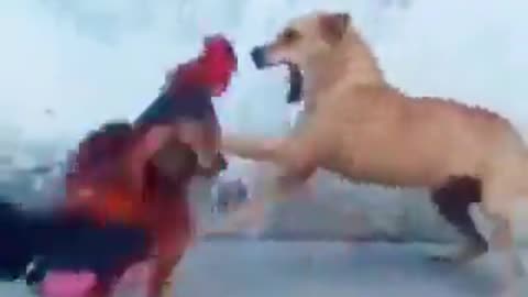 🤣 Hilarious - Dog fights a Cockrell and gets defeated