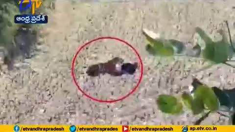 Man Plays Dead to Protect Himself | from Tiger