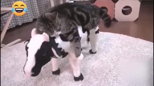 Cat sleeping on cow