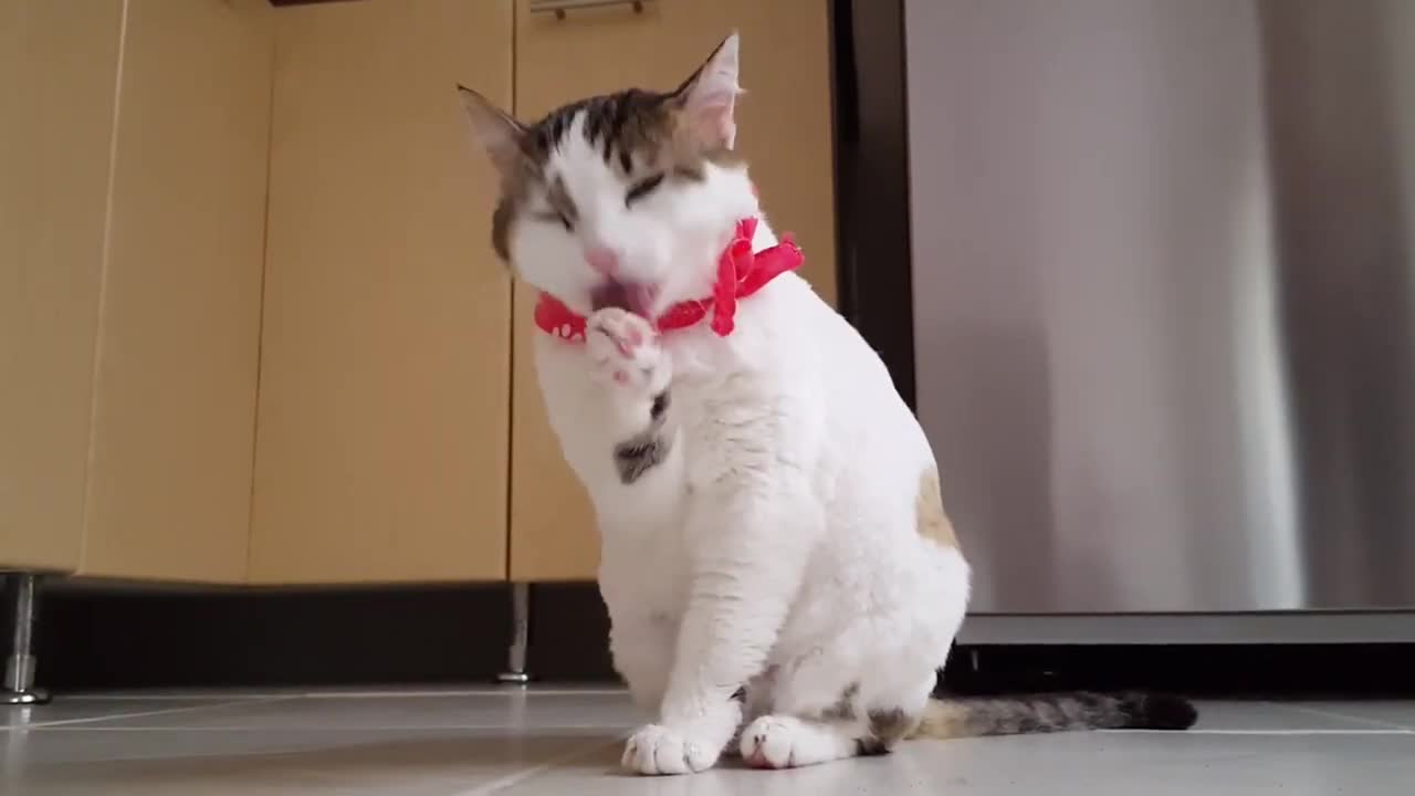 cute cate funny video