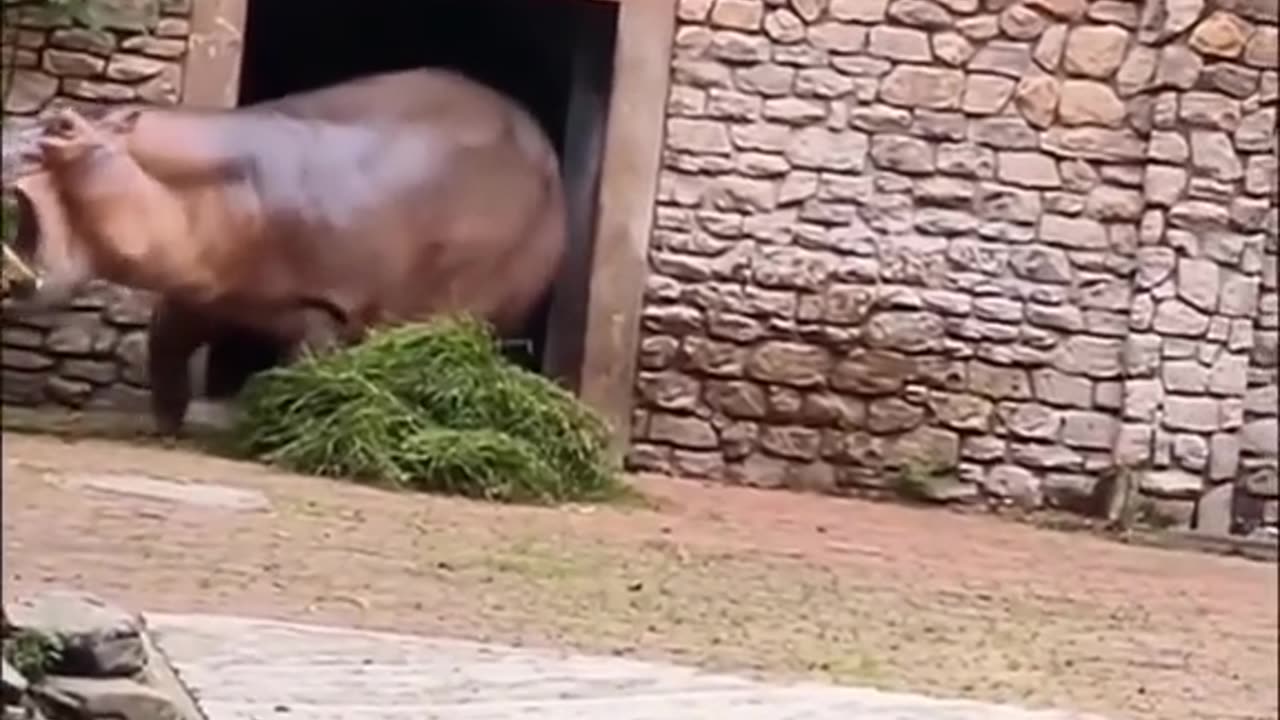 Don't play with wild animals