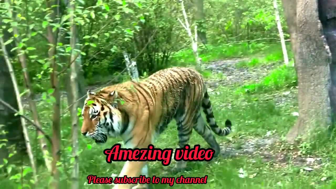 Tiger Video | Amazing Video