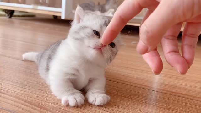 Little Kitten Learns How To Walk