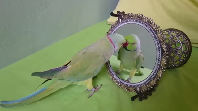 Parrot talking with mirror