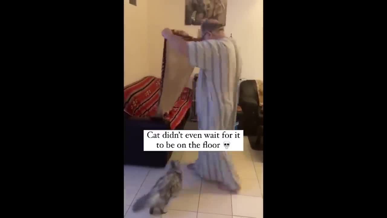 kitten and cat mother