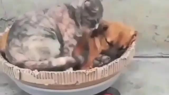 Cat sleeping on dog's lap