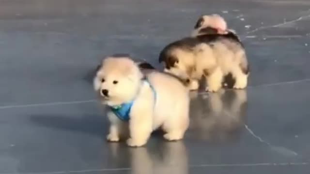 CUTE PUPPIES WITH SKATEBOARD !!