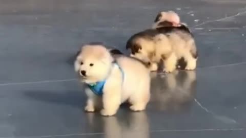 CUTE PUPPIES WITH SKATEBOARD !!