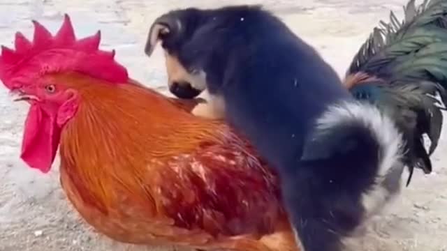 rooster cat