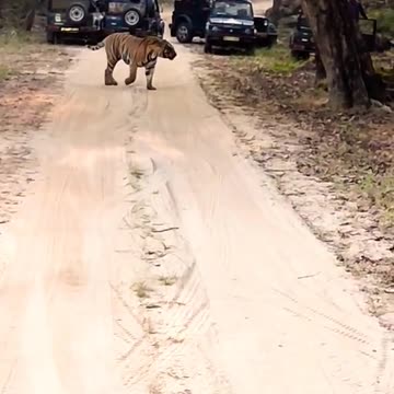 Short #ststus# india#viral#trnding#nature #wildlife#safari#
