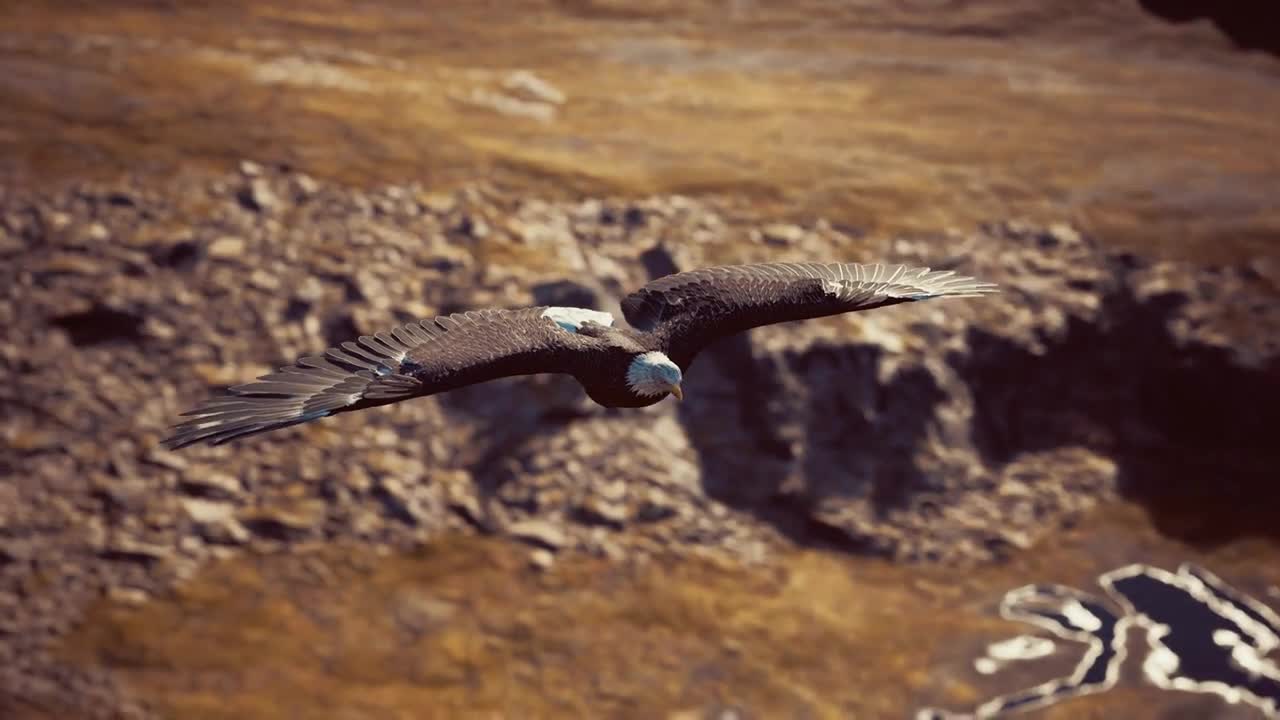 american bald eagle in flight over alaskan mountains