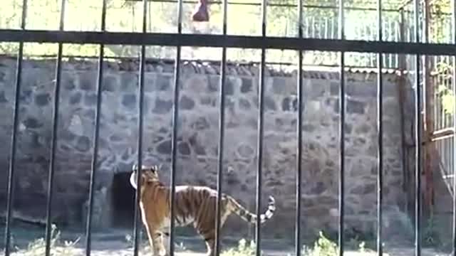 Tiger must earn his dinner