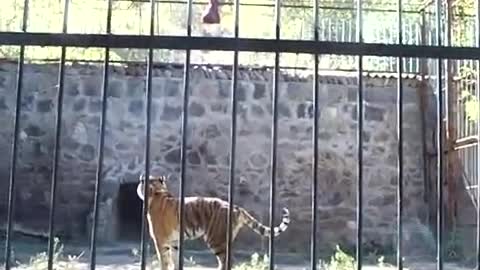 Tiger must earn his dinner