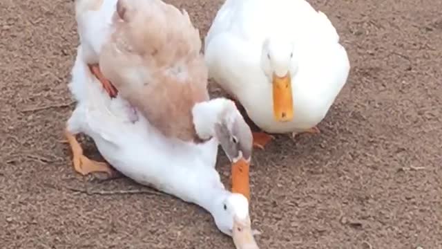 Ducks Are Perverts