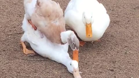 Ducks Are Perverts