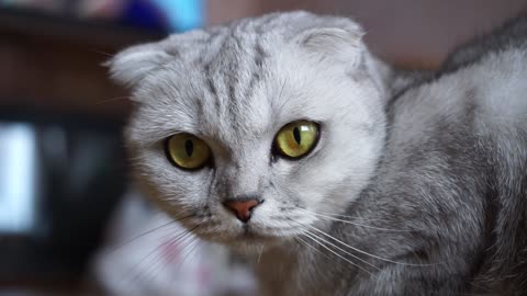 Funny looking cat video