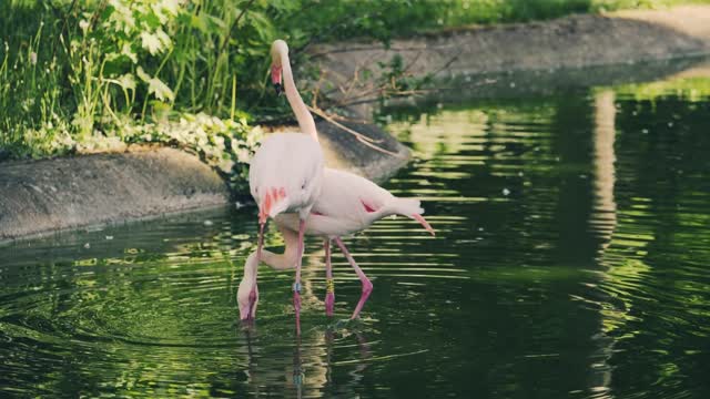 The beauty of nature: storks