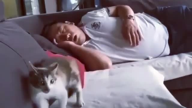 Funny and Cute Cats Videos #82 │ Gadis Sekarwangi