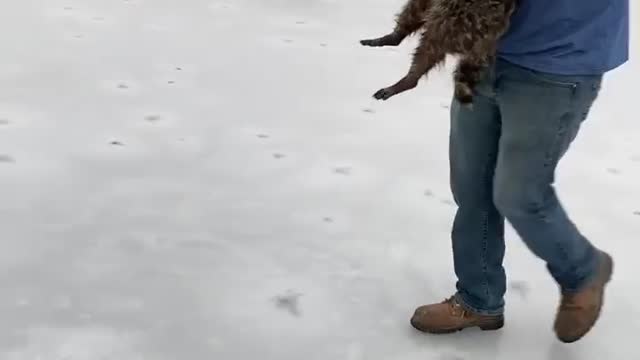 Raccoon Rescued from Frozen Lake