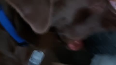 chocolate lab tug of war