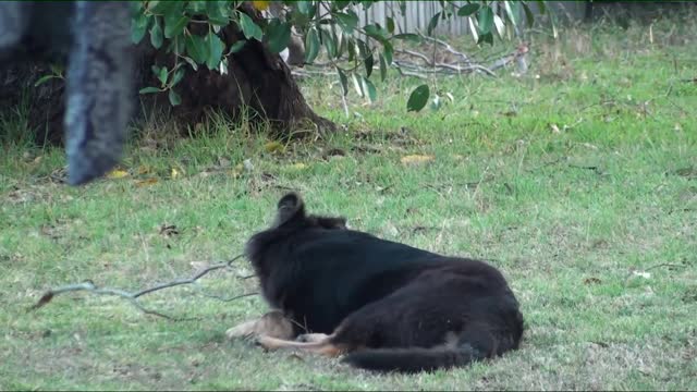 German Shepard Puppy Plays with Stick