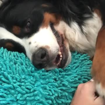Needy dog gets frustrated when owner stops scratches