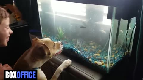 Dog catch fish box and very funny video