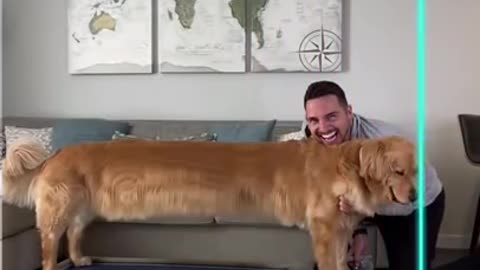 Dog funny video