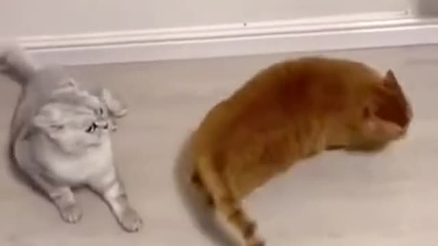 Cat That Cant Jump....Funny Cats😾