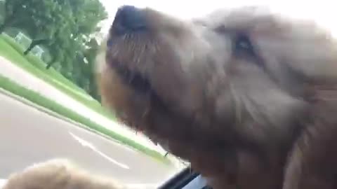 Brown dog with head outside of car window while driving