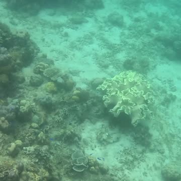 The Reef is Healing: Snorkeling through Nature's Comeback 🐠🌿🌊