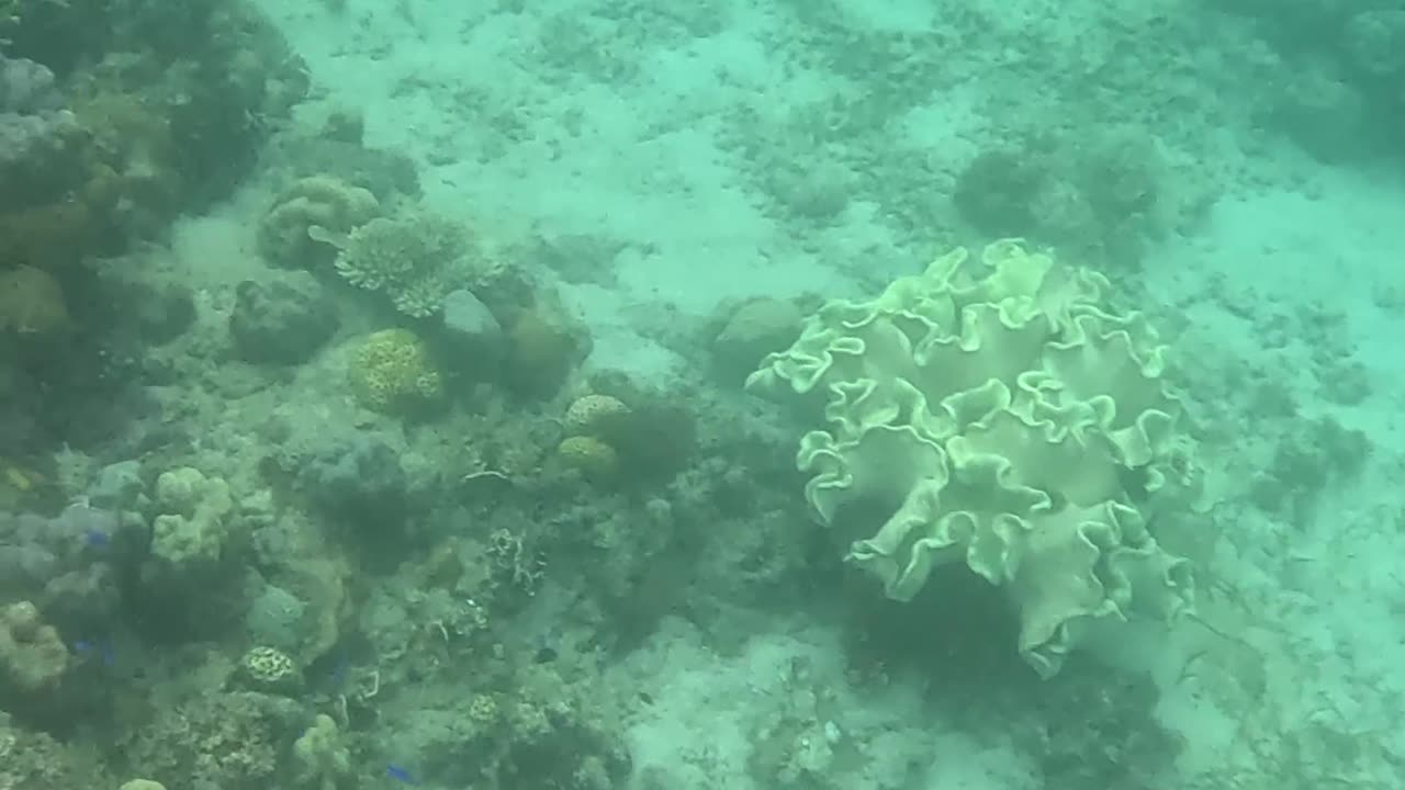 The Reef is Healing: Snorkeling through Nature's Comeback 🐠🌿🌊