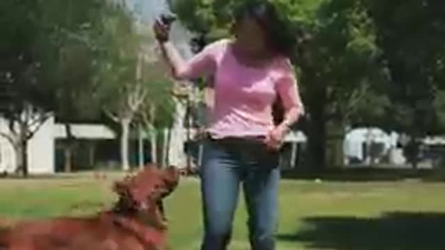 Dog training from home I Dog training course #shorts