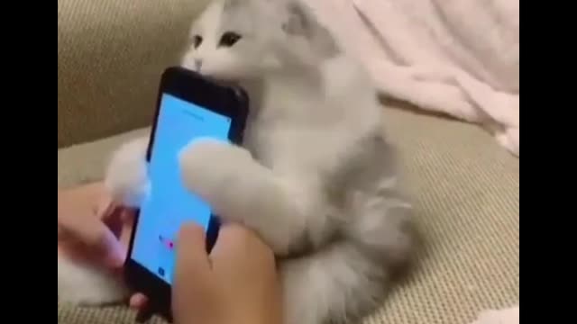 funny cats is the hardest try not to laugh 🤣