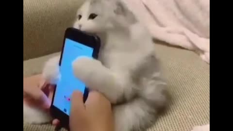 funny cats is the hardest try not to laugh 🤣