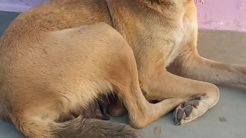 This dog puppy came across a mirror and saw himself for the first time. He w