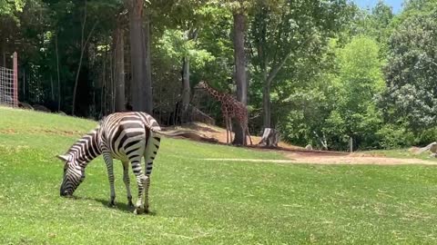 Zebras and a giraffe at the zoo