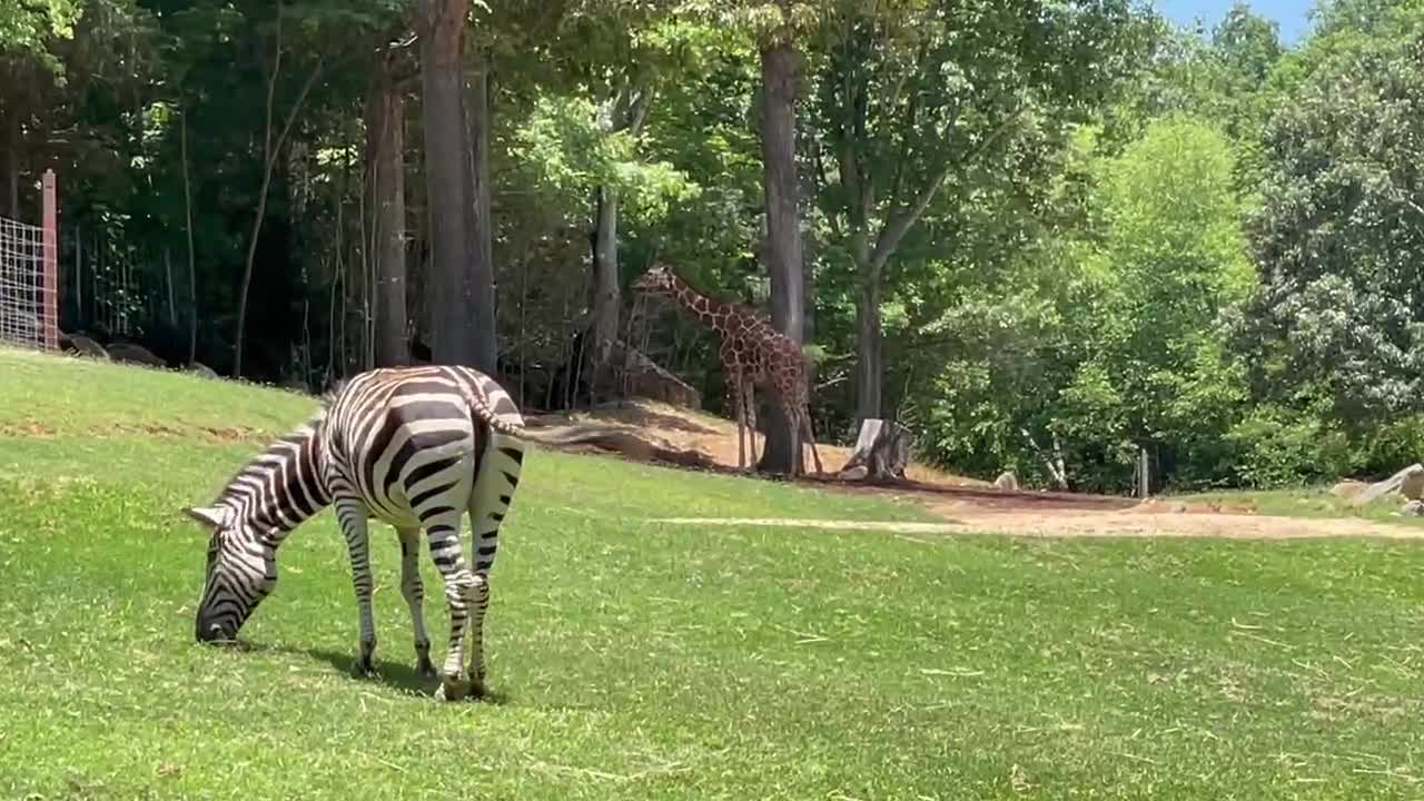 Zebras and a giraffe at the zoo