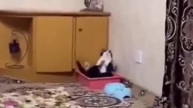 Latest version of the year|Funny cats|Interesting pet dogs and cats