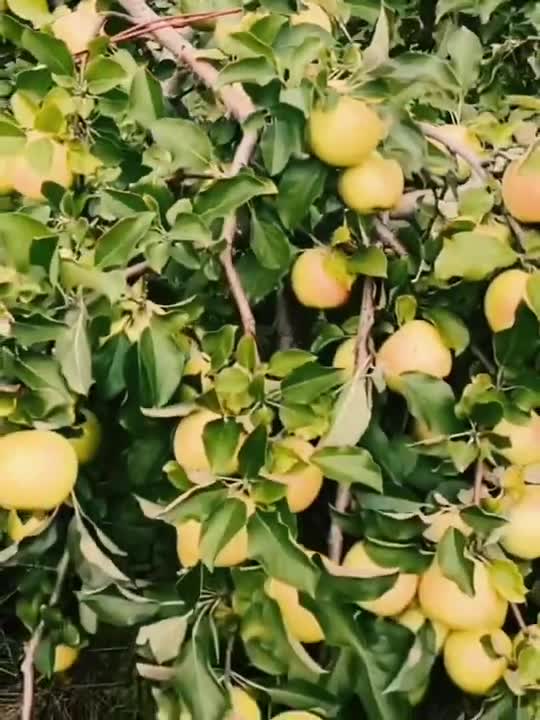 MONTREAL APPLE ORCHARD PARADISE #shorts