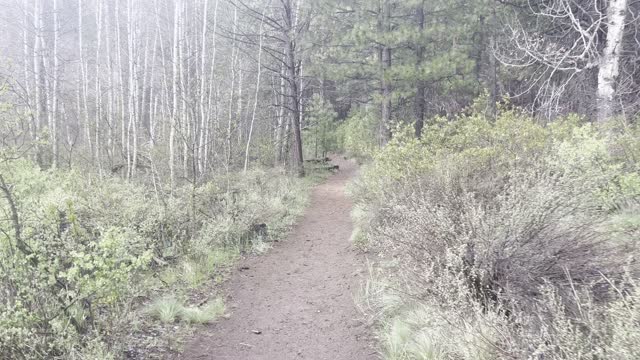 Aspen Section of Deschutes River Trail – Central Oregon – 4K