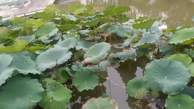 The lotus of the pond is so beautiful