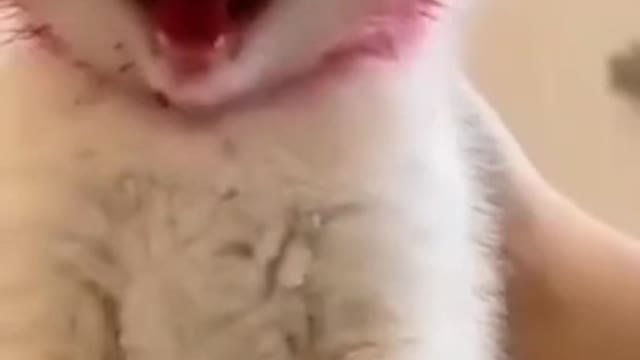 #Animal #Video #Funny
