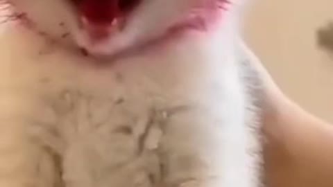 #Animal #Video #Funny