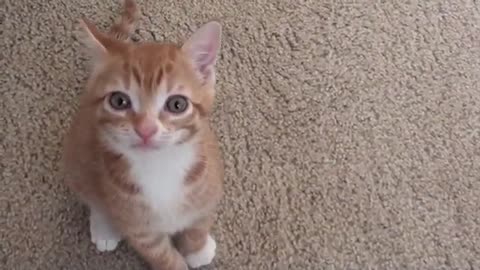 Smart Kitten Talks to Owner Kitten Talks to Owner