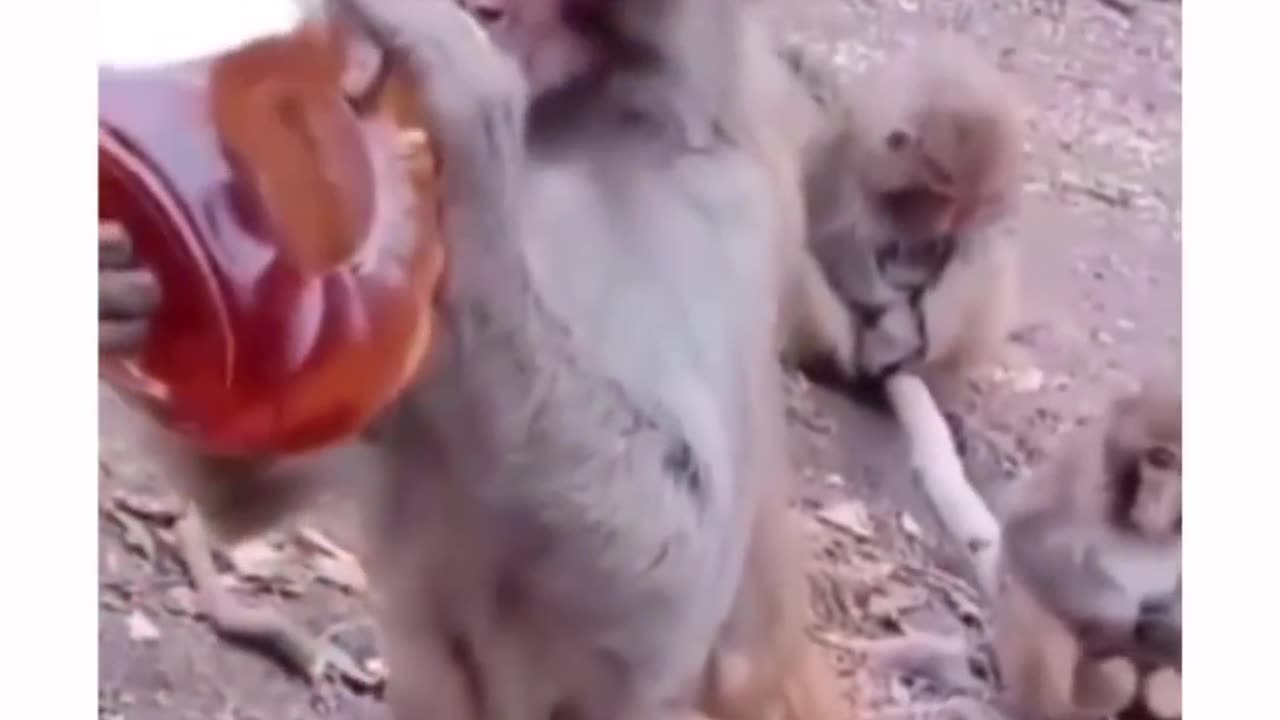Monkey got drunk funny video
